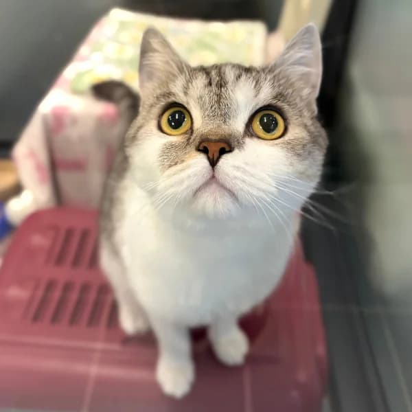 Miko,  (HESY)