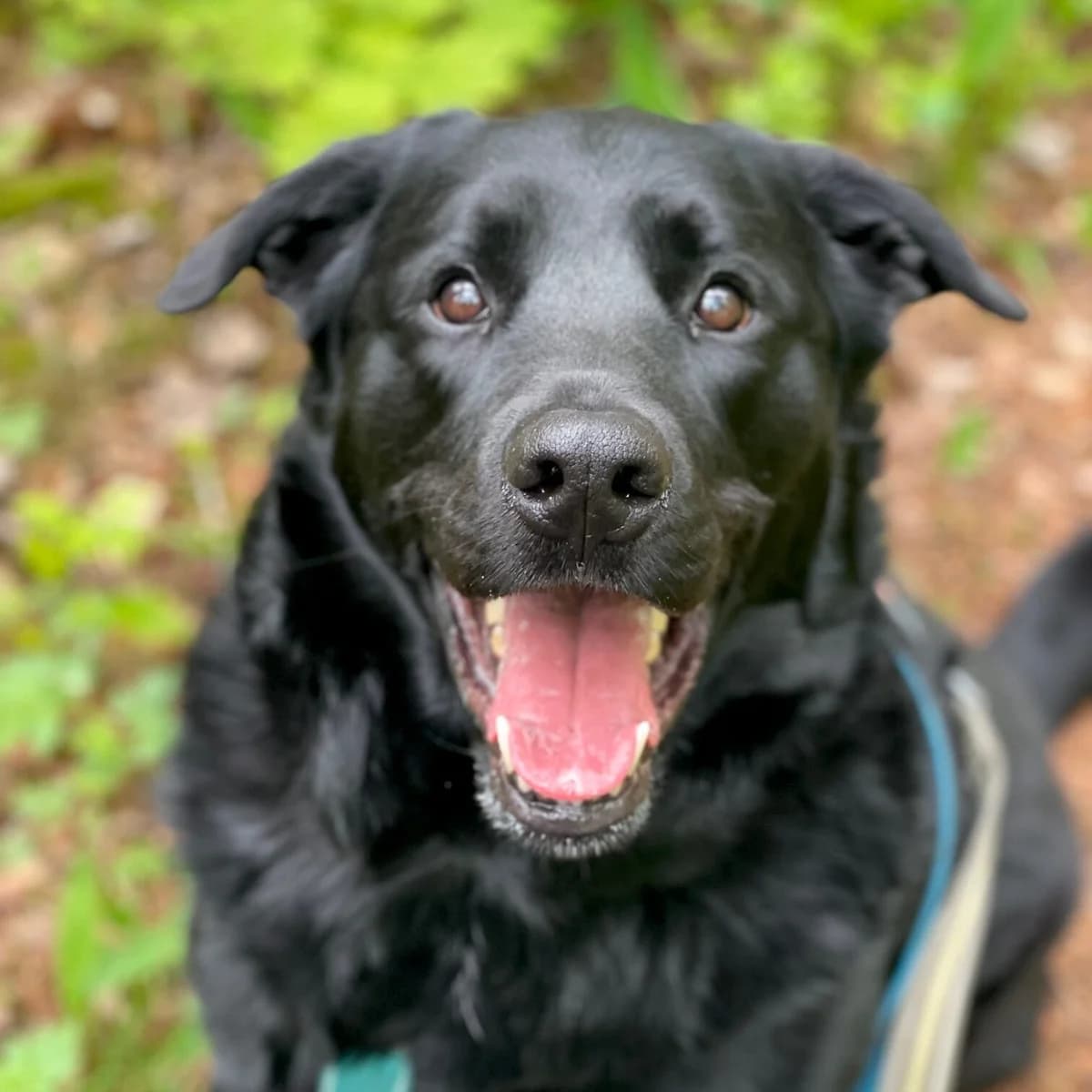 Mutti (kotihoidossa), male mixed breed for adoption at HESY, Helsinki