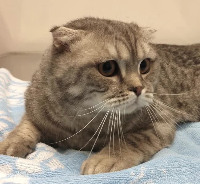 Rane, Scottish Fold (HESY)