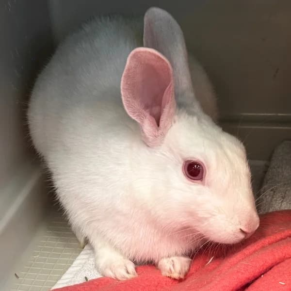 Remu-Petteri, Mixed Breed for adoption at HESY, Helsinki