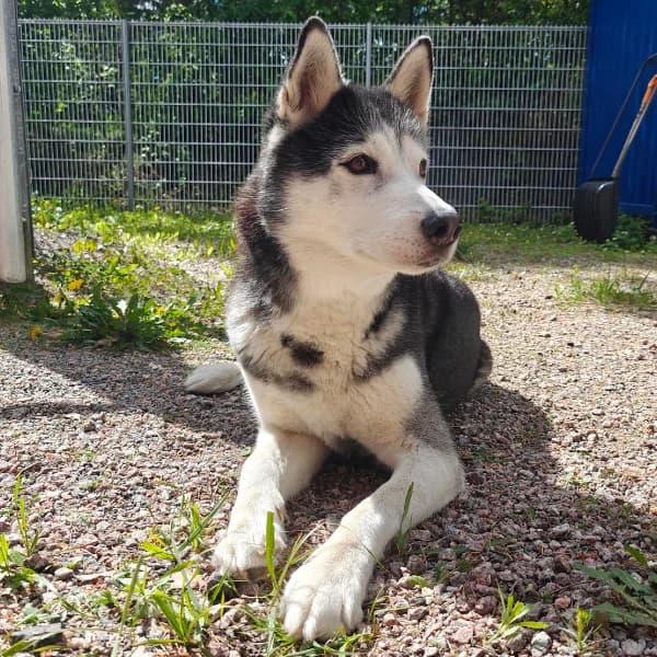 Rudolf, male senior Husky for adoption at HESY, Helsinki