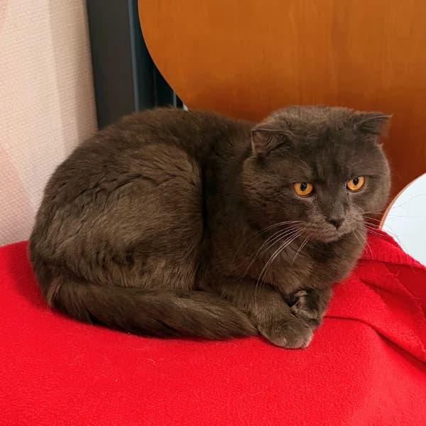 Semppu, male mixed breed for adoption at HESY, Helsinki
