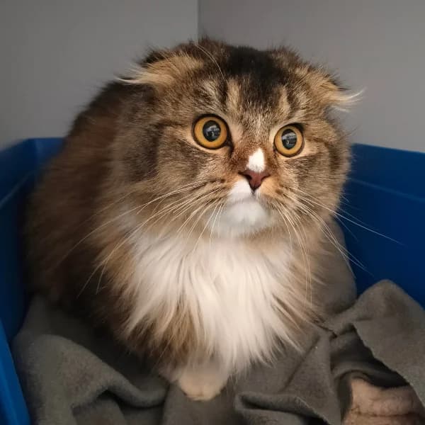 Suzuka, female Scottish Fold for adoption at HESY, Helsinki