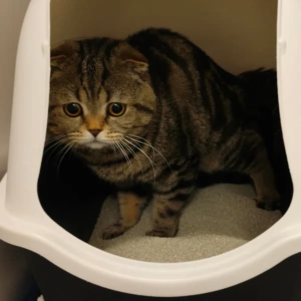 Taisto, male Scottish Fold for adoption at HESY, Helsinki