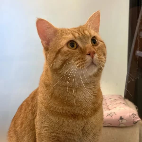 Texas, male mixed breed for adoption at HESY, Helsinki