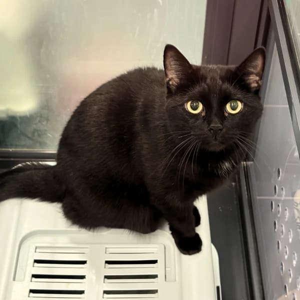 Tiida, female mixed breed for adoption at HESY, Helsinki