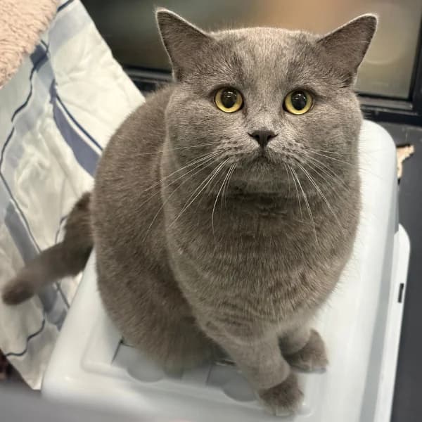 Torracat, male mixed breed for adoption at HESY, Helsinki