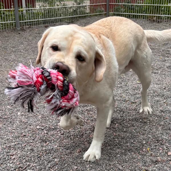 Urho, male Labrador Retriever for adoption at HESY, Helsinki