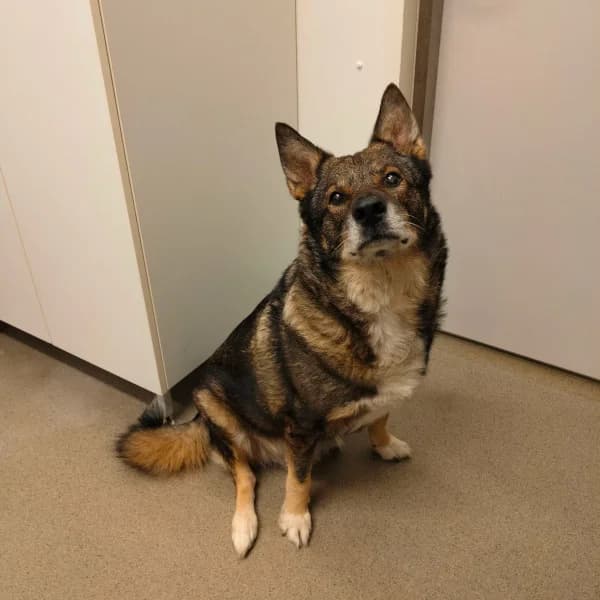 Visu, male senior mixed breed for adoption at HESY, Helsinki