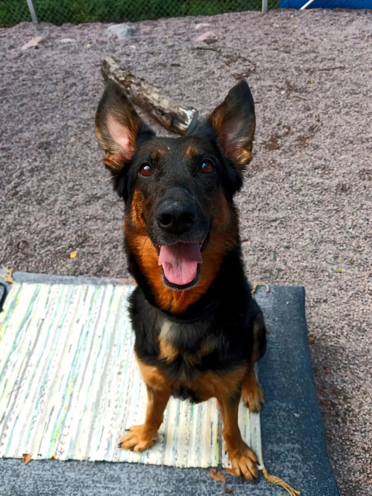 Viveca,  mixed breed for adoption at HESY, Helsinki