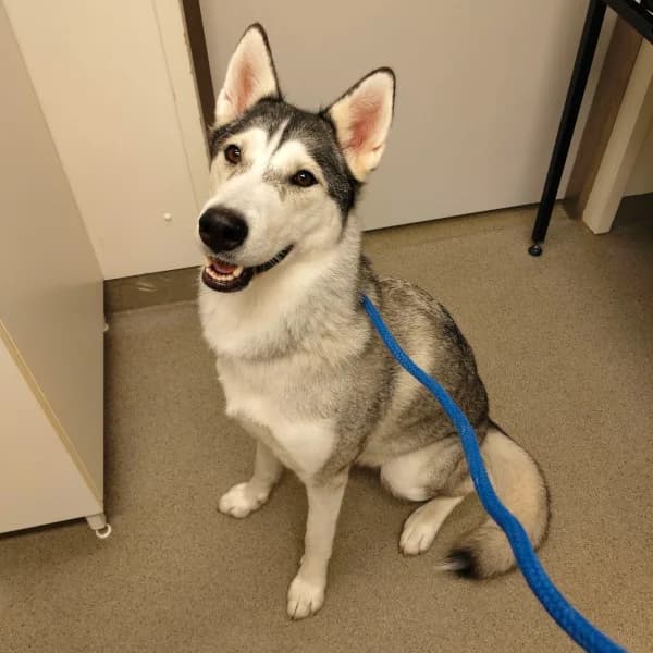 Volga, female Mixed Breed for adoption at HESY, Helsinki