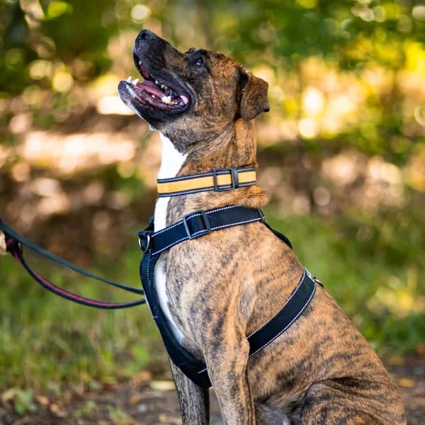 Zero, male Pit Bull Terrier for adoption at HESY, Helsinki