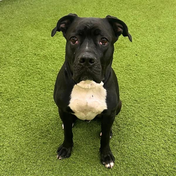 Zeus, male 3yo Pit Bull Terrier for adoption at HESY, Helsinki