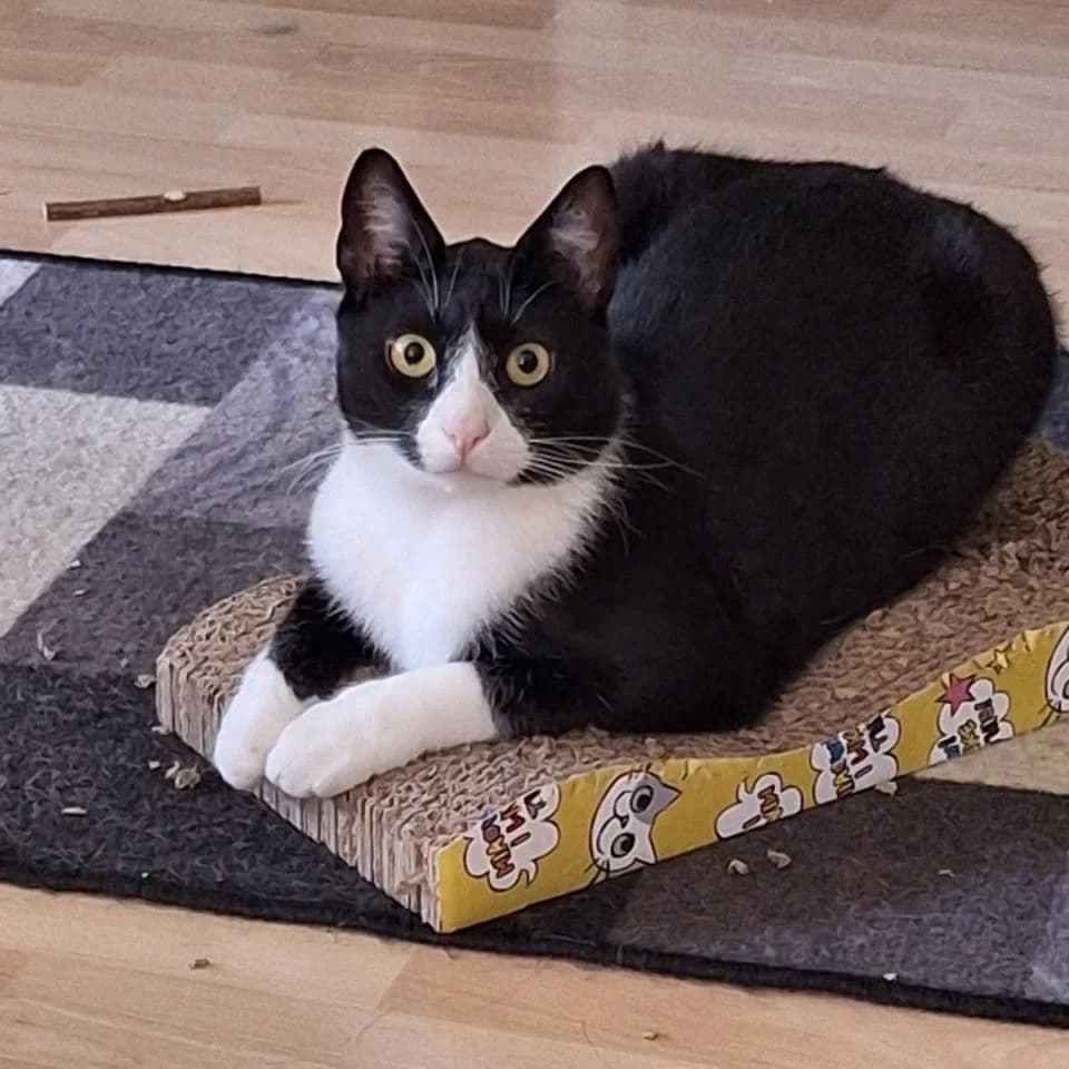 Jartsa,  3yo Mixed Breed for adoption at Löytöeläinkoti Kaskivaara