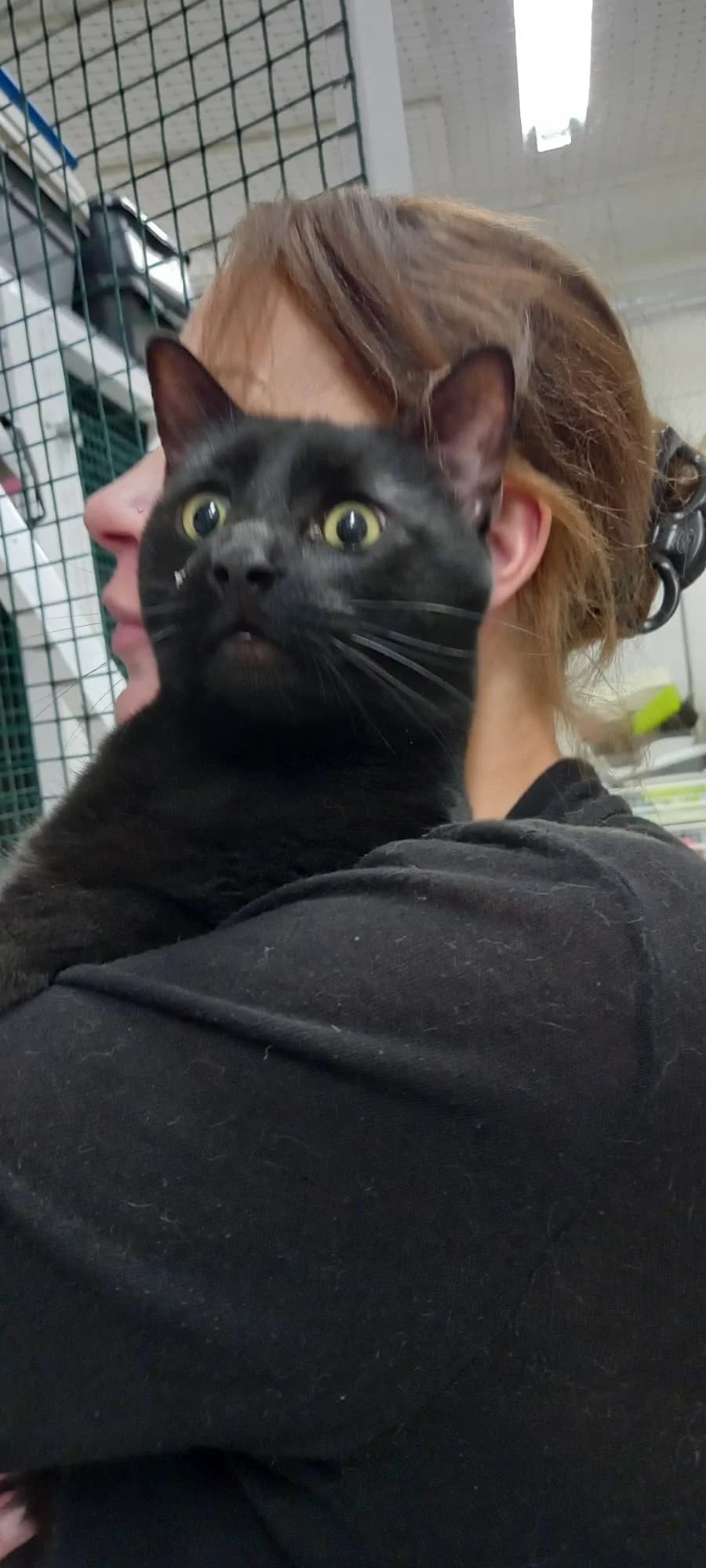 24.4.2023 Talteenotettu Siiristä,  Mixed Breed for adoption at Kissakoti Kattila