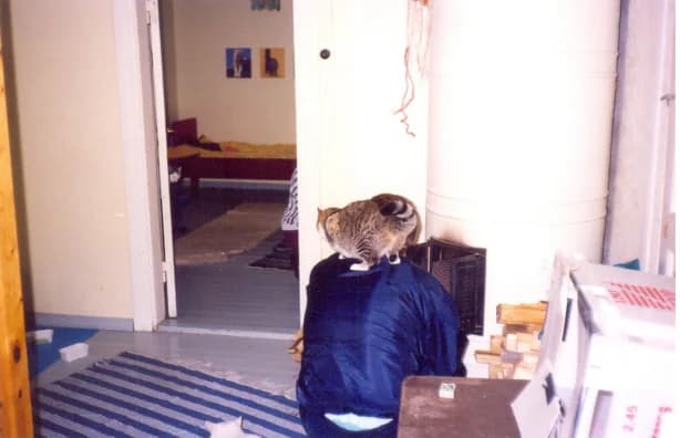 Kissakoti Kattilan historia: Merja Rusi ja Pasi Ranki – Vapaaehtoisten pioneereja,  Mixed Breed for adoption at Kissakoti Kattila — photo 2 of 4