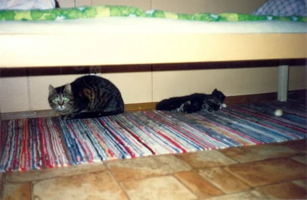 Kissakoti Kattilan historia: Merja Rusi ja Pasi Ranki – Vapaaehtoisten pioneereja,  Mixed Breed for adoption at Kissakoti Kattila — photo 4 of 4