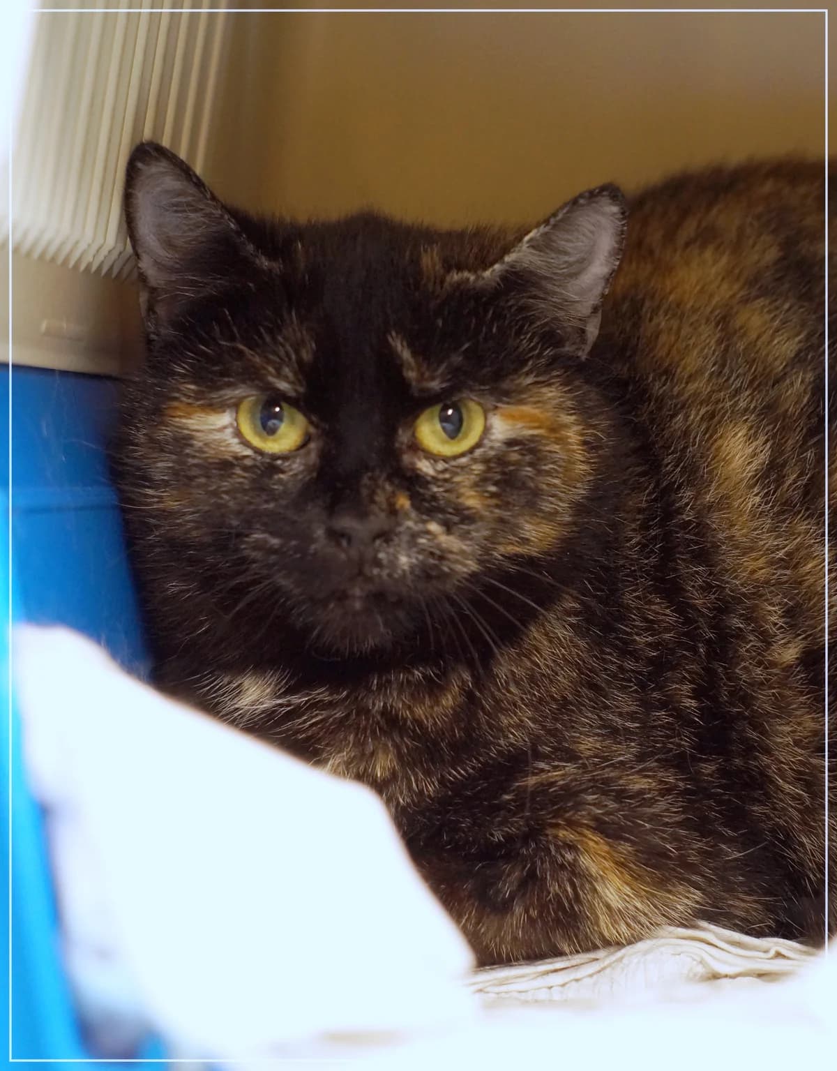 Aliina, female Mixed Breed for adoption at Kissakoti Kattila