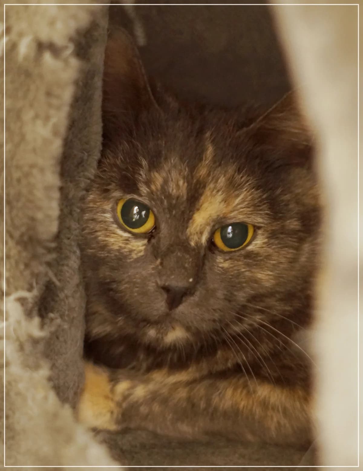 Emma, female senior Mixed Breed for adoption at Kissakoti Kattila