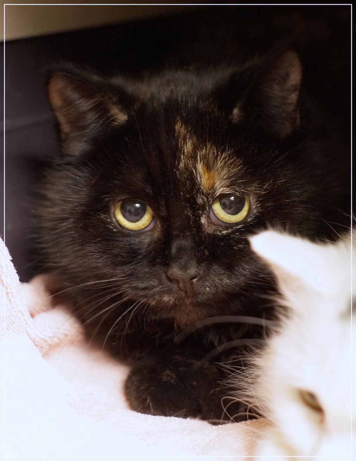 Kaarina, female Mixed Breed for adoption at Kissakoti Kattila