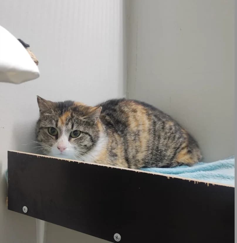 Kombucha, female Mixed Breed for adoption at Kissakoti Kattila