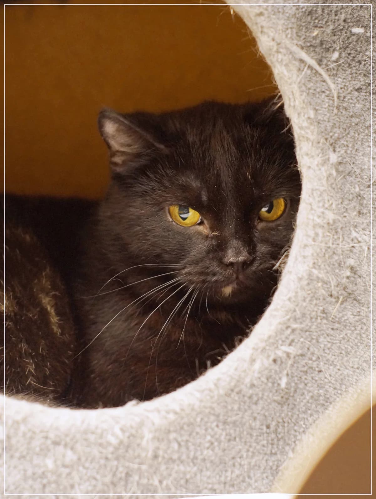 Koskela, female Mixed Breed for adoption at Kissakoti Kattila