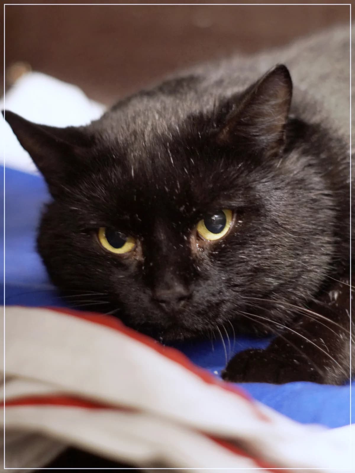 Majuri, male Mixed Breed for adoption at Kissakoti Kattila