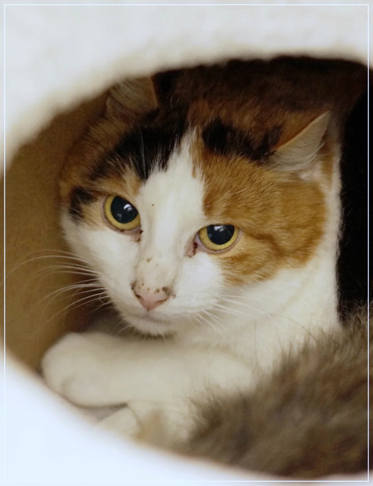 Priitta, female Mixed Breed for adoption at Kissakoti Kattila