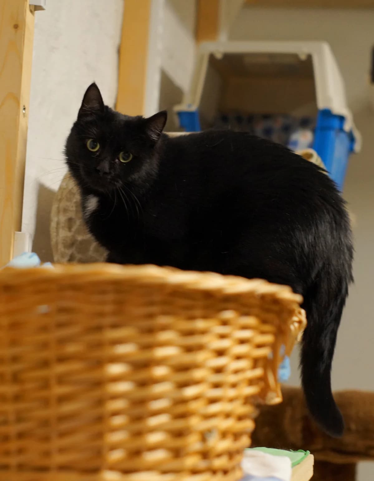 Retiisi, female Mixed Breed for adoption at Kissakoti Kattila