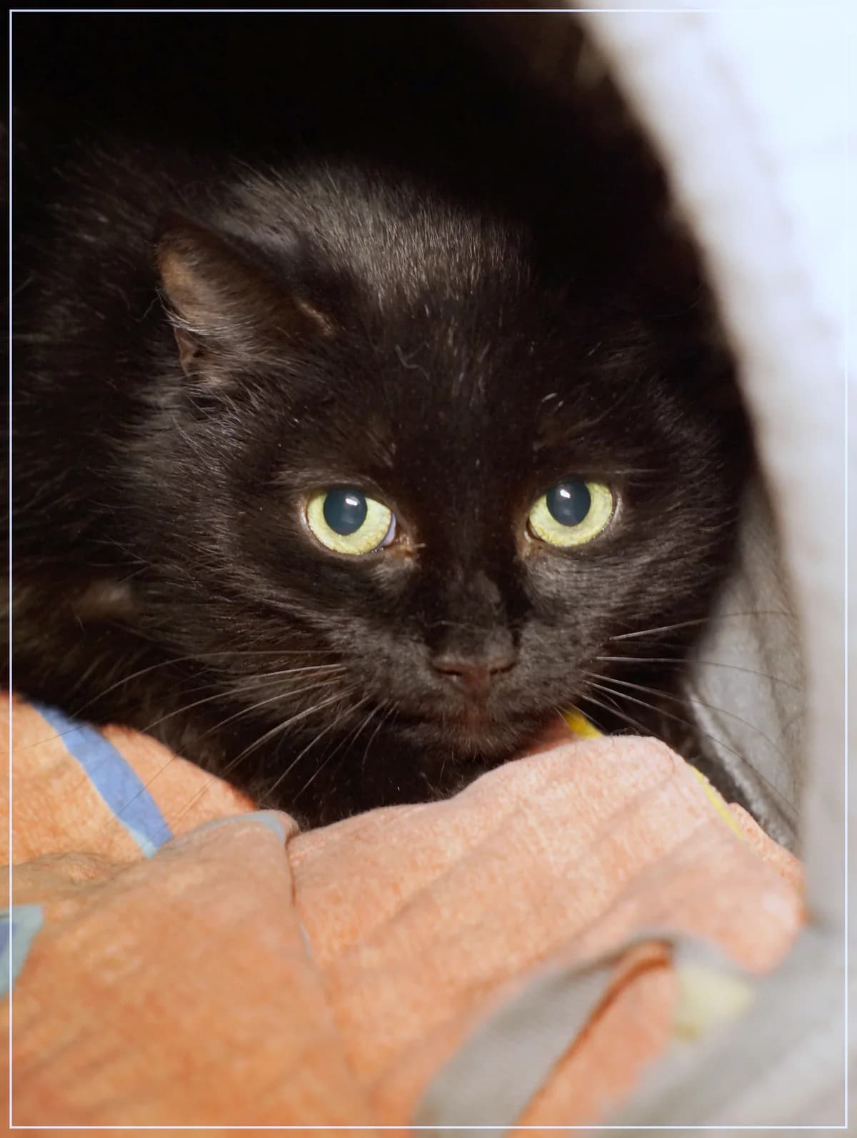 Sanni, female Mixed Breed for adoption at Kissakoti Kattila