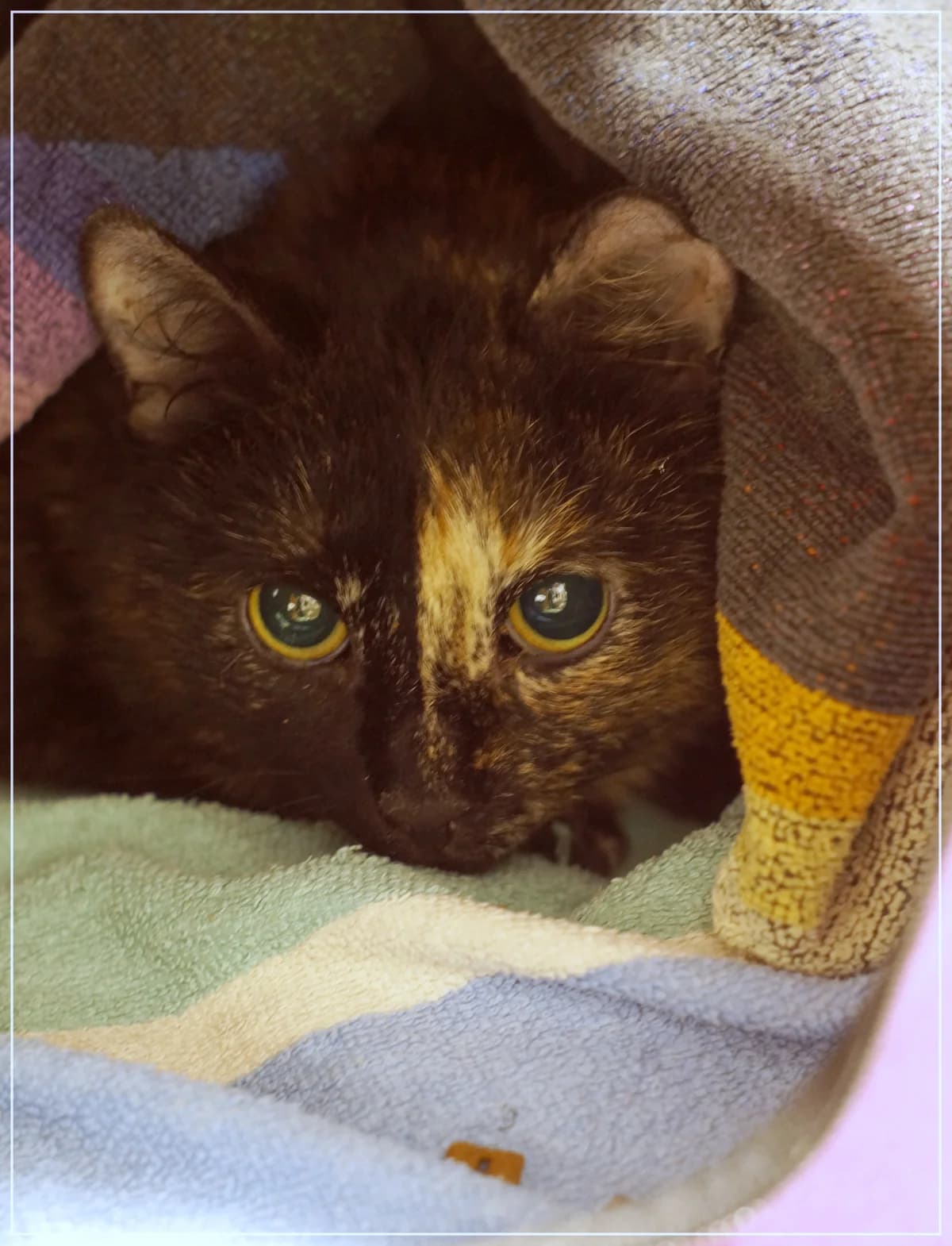 Valtu, female Mixed Breed for adoption at Kissakoti Kattila