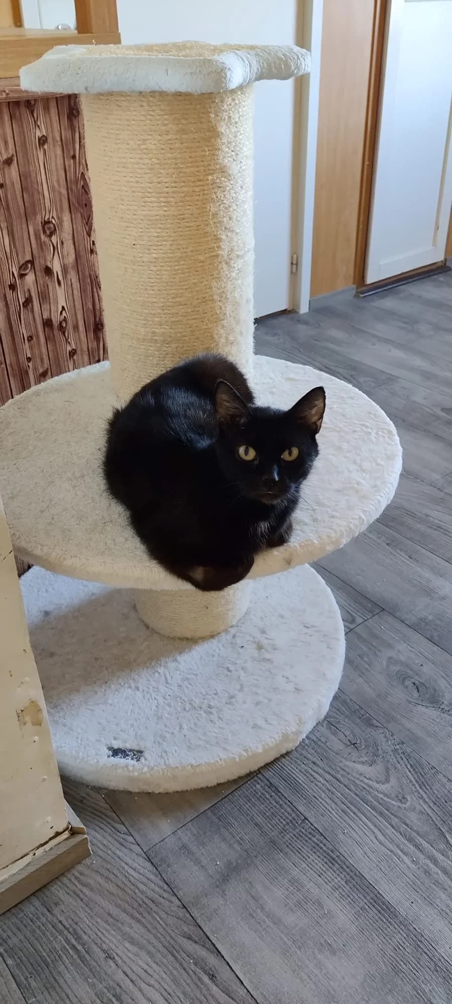 Cokis, Akaa, musta female 3yo Mixed Breed for adoption at Kissojensuojelu.fi, Helsinki