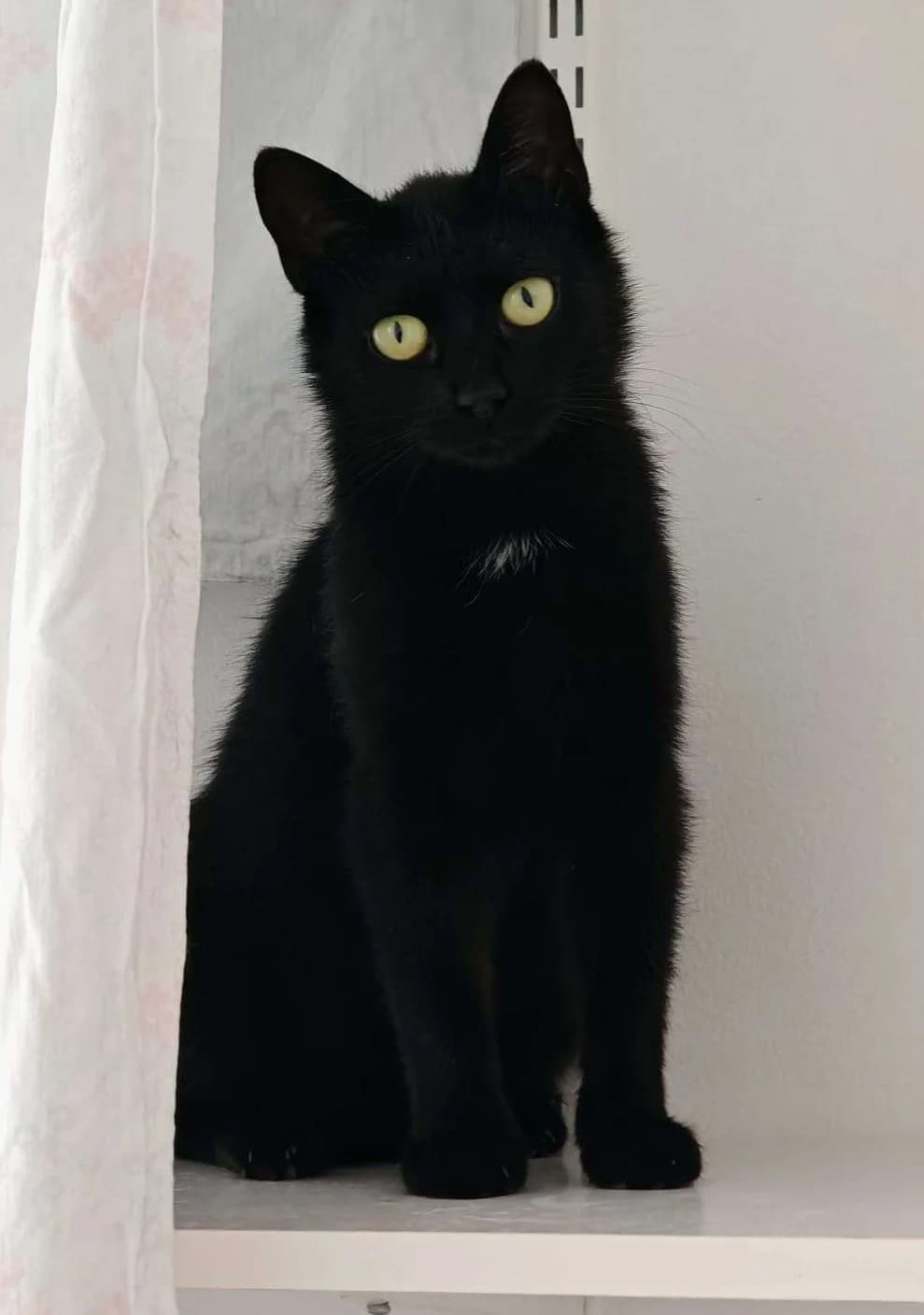 Hera, musta female Mixed Breed for adoption at Kissojen Katastrofiyhdistys KKY ry, Tampere