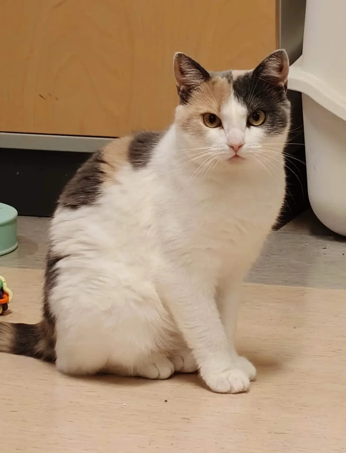 Paloma, female Mixed Breed for adoption at Kissojen Katastrofiyhdistys KKY ry, Tampere