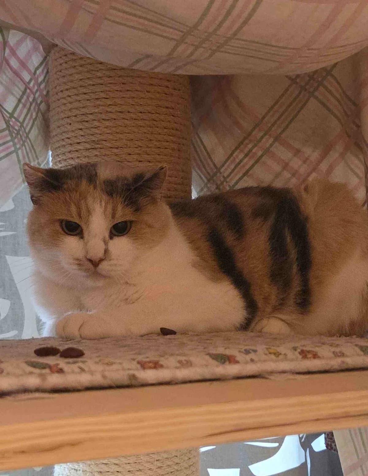 Pandora, female Mixed Breed for adoption at Kissojen Katastrofiyhdistys KKY ry, Tampere