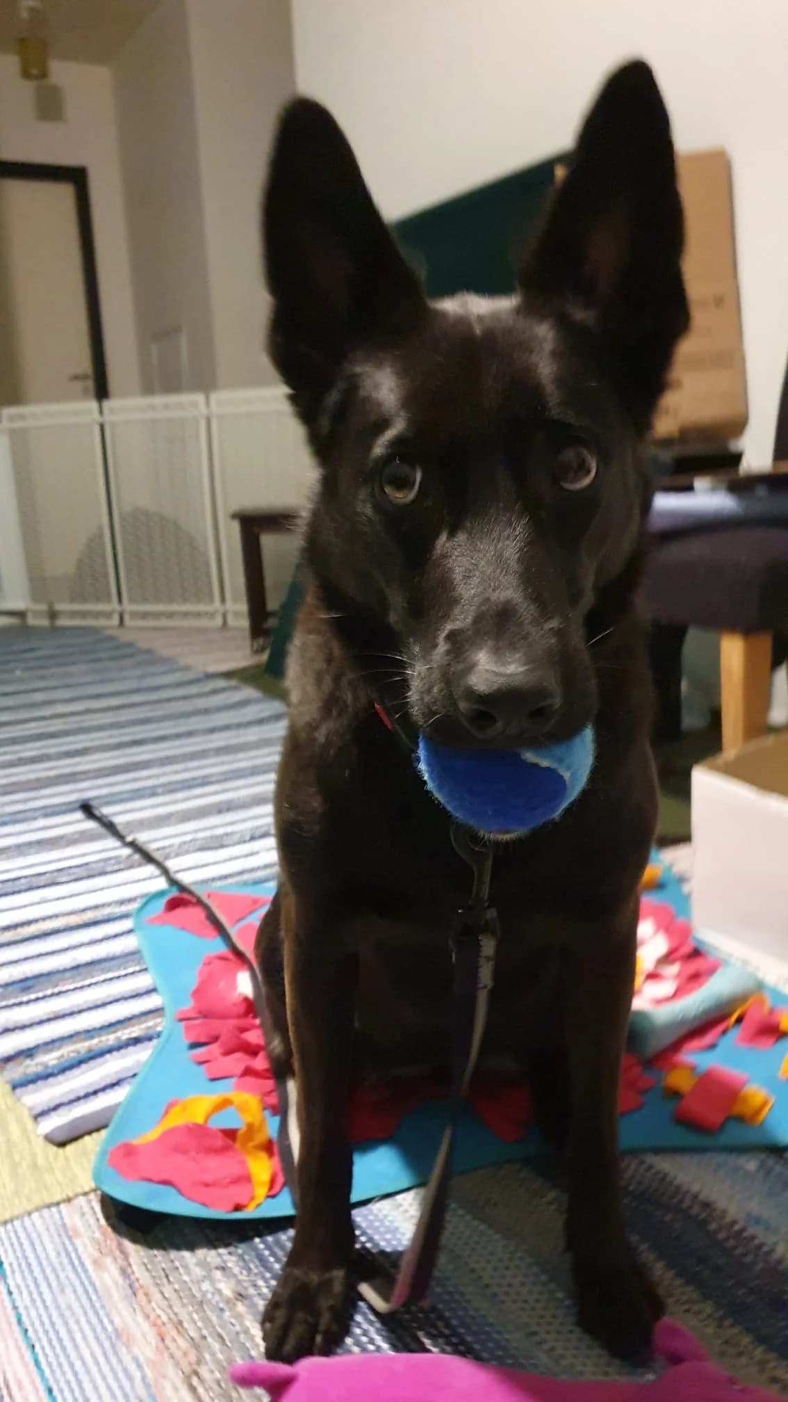 Maya,  Mixed Breed for adoption at KSESY -- Keski-Suomen Elainsuojeluyhdistys, Ksesy