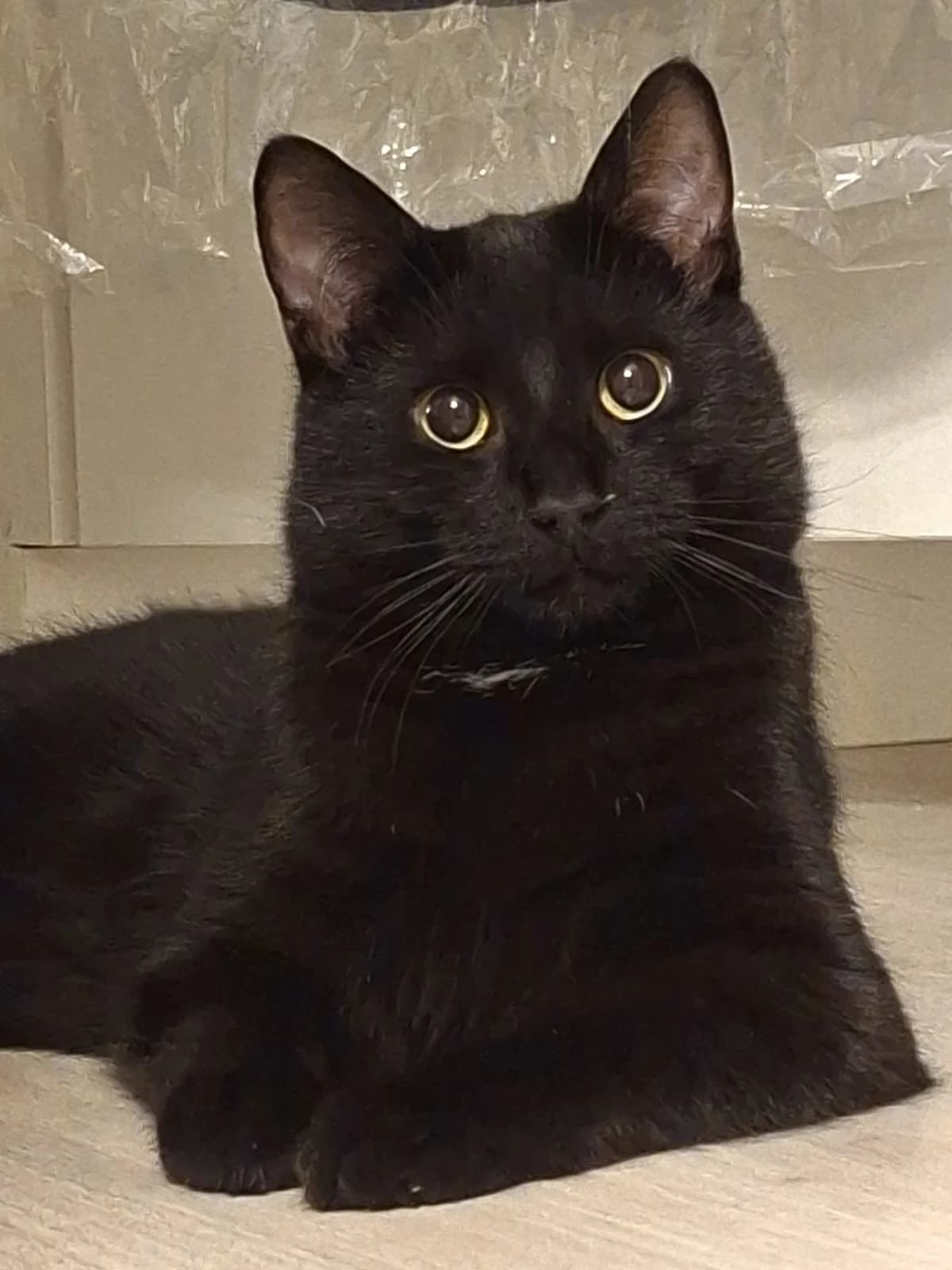 Tomu, male Mixed Breed for adoption at KSESY -- Keski-Suomen Elainsuojeluyhdistys, Ksesy