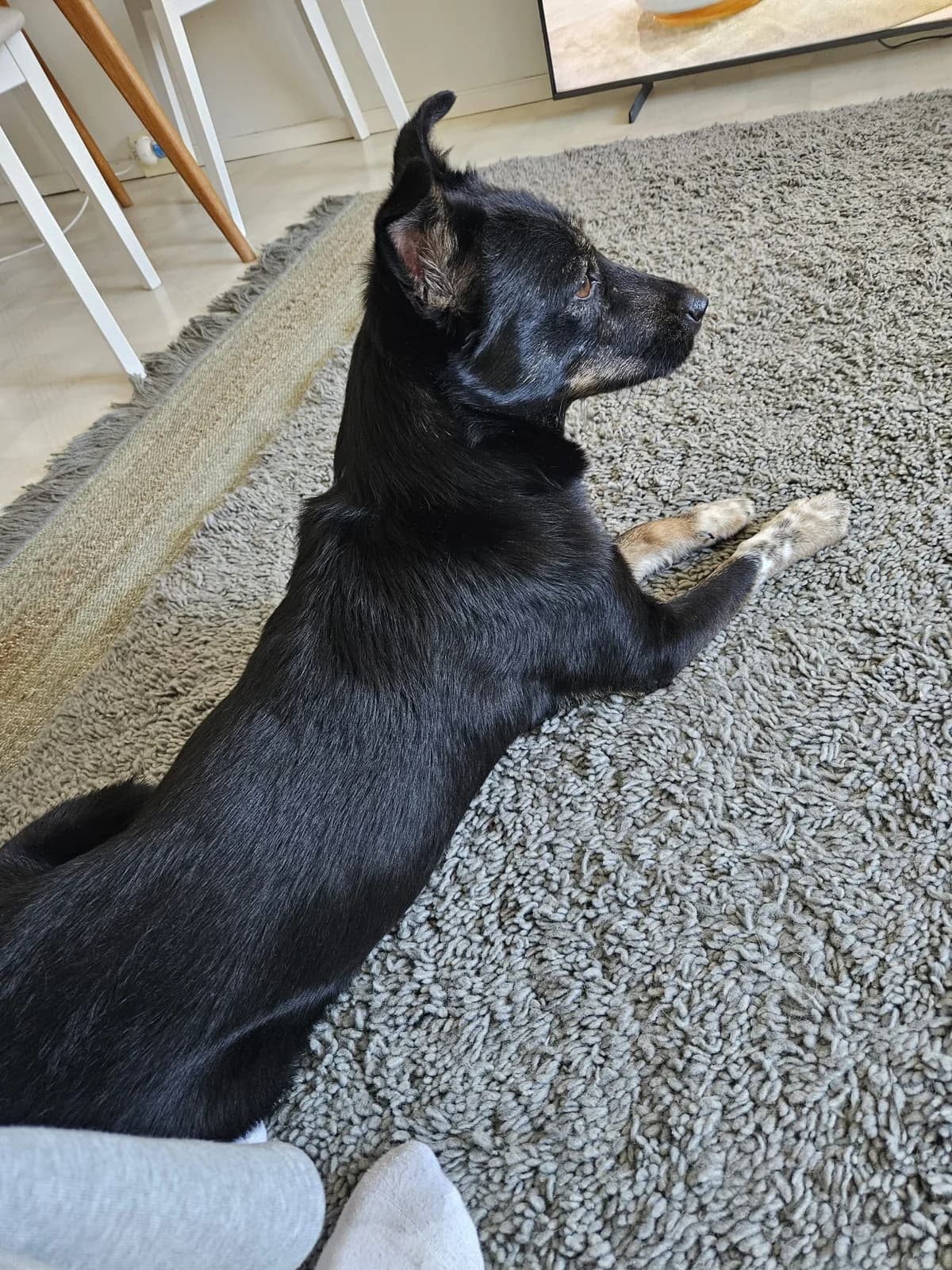 Sera, female puppy Mixed Breed for adoption at KSESY -- Keski-Suomen Elainsuojeluyhdistys, Ksesy