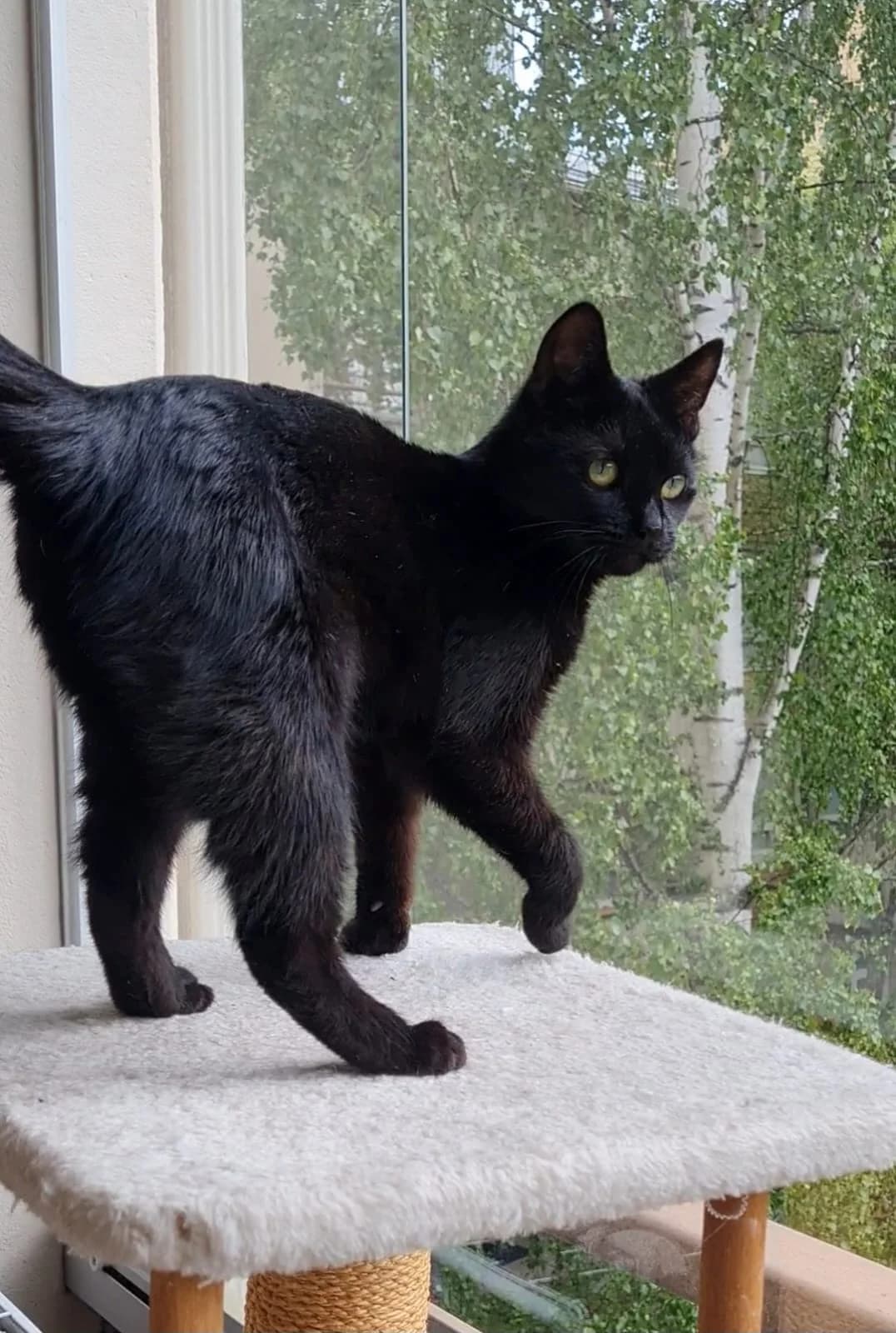 Surku, Mixed Breed (KSESY -- Keski-Suomen Elainsuojeluyhdistys)