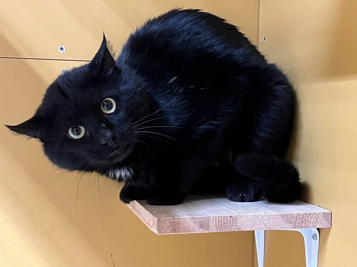 Iivari, male 4yo Mixed Breed for adoption at KSEY — Kouvolan Seudun Eläinsuojeluyhdistys, Koria