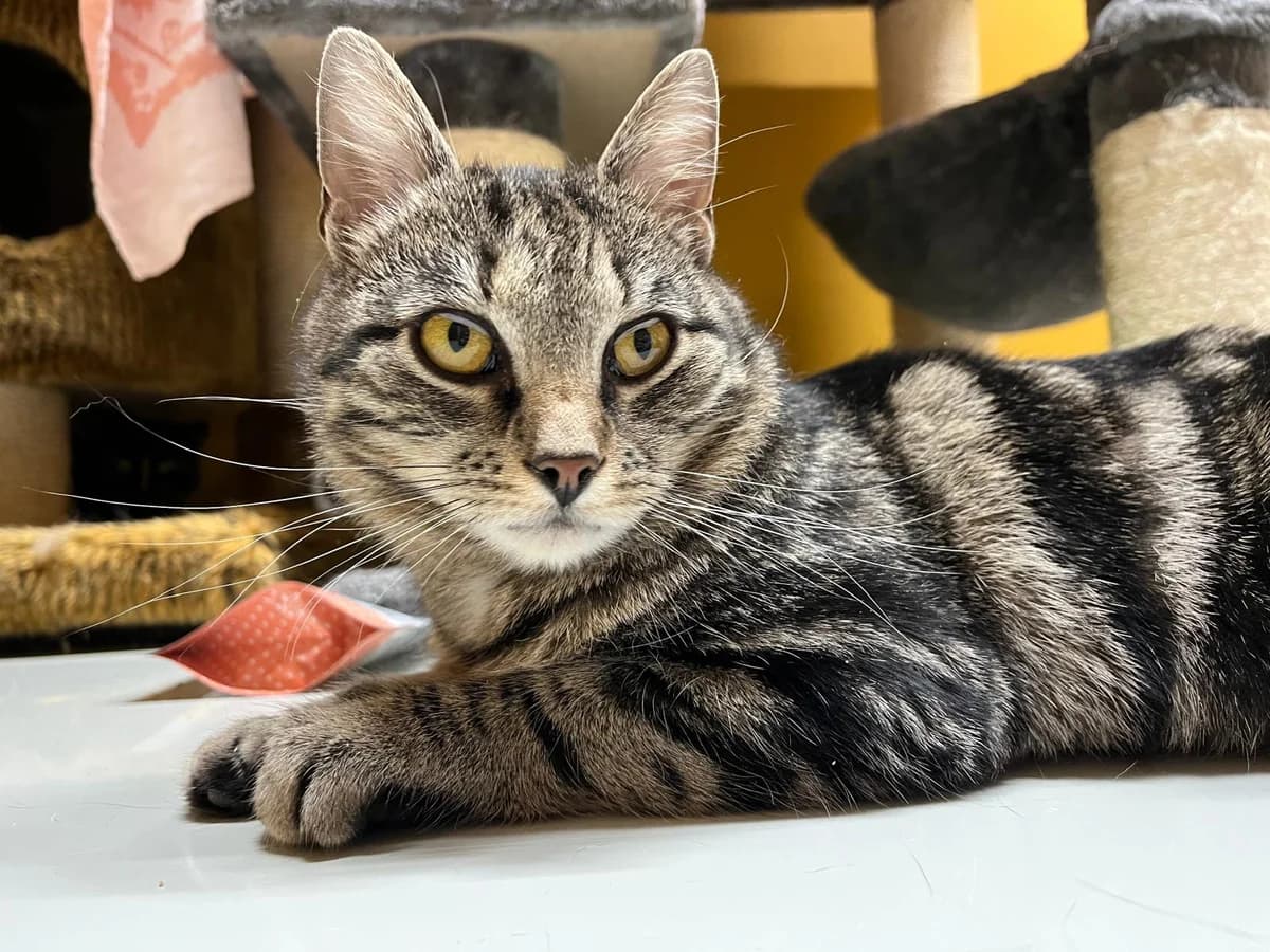 Nova, male 4yo Mixed Breed for adoption at KSEY — Kouvolan Seudun Eläinsuojeluyhdistys, Koria