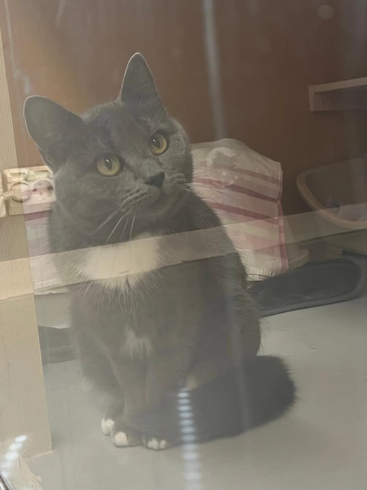 Pihla, Mixed Breed (KSEY — Kouvolan Seudun Eläinsuojeluyhdistys)