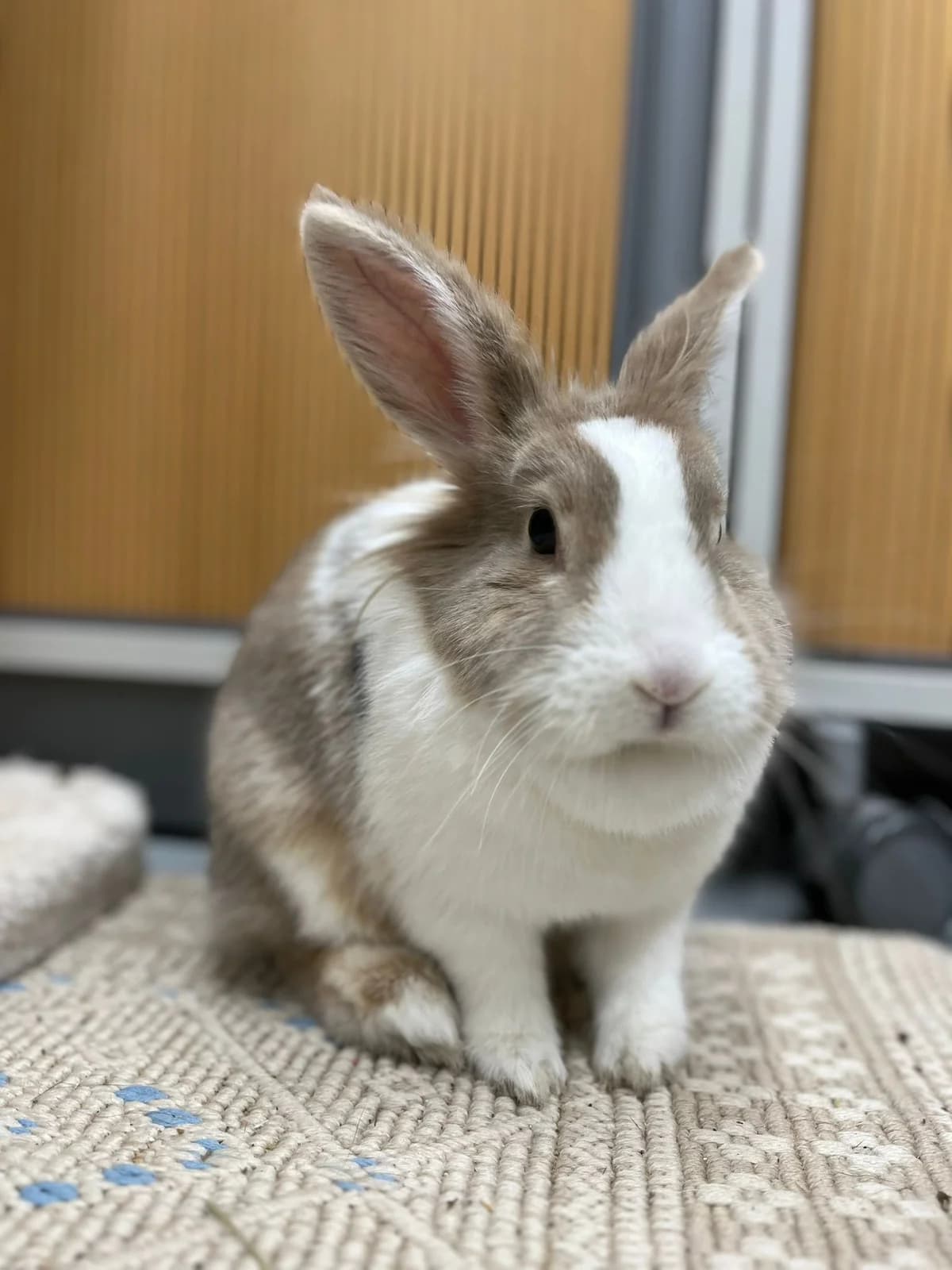 Pumpuli,  young Mixed Breed for adoption at KSEY — Kouvolan Seudun Eläinsuojeluyhdistys, Koria