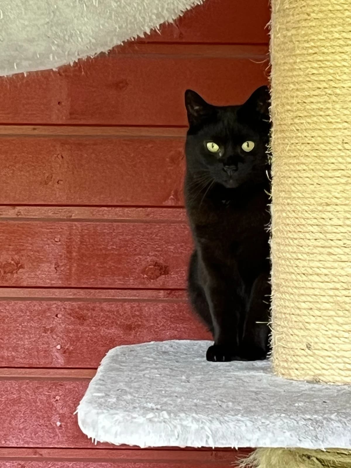 Saimi, female 5yo Mixed Breed for adoption at KSEY — Kouvolan Seudun Eläinsuojeluyhdistys, Koria