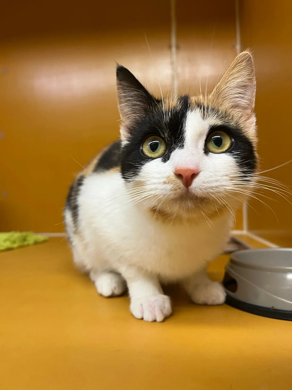 Ulpu, female young Mixed Breed for adoption at KSEY — Kouvolan Seudun Eläinsuojeluyhdistys, Koria
