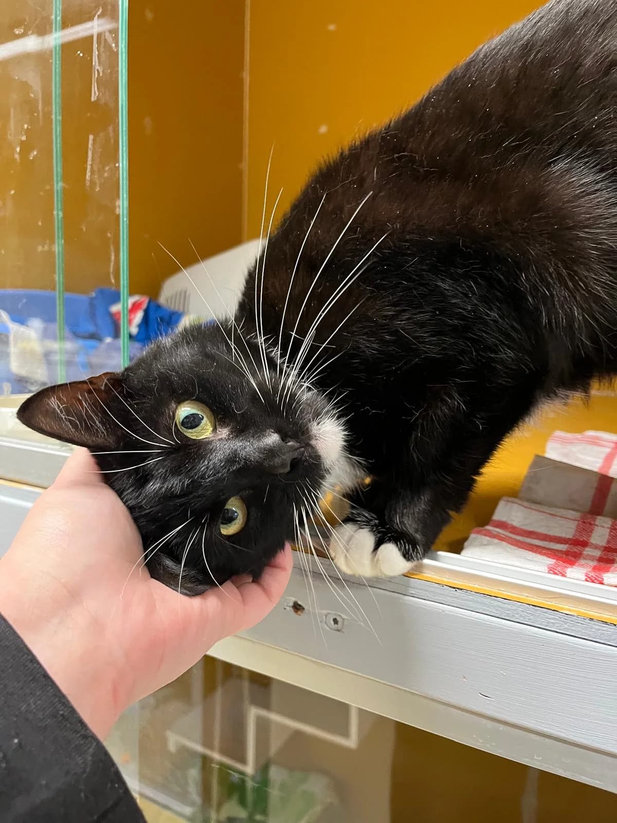 Vikke, male 5yo Mixed Breed for adoption at KSEY — Kouvolan Seudun Eläinsuojeluyhdistys, Koria