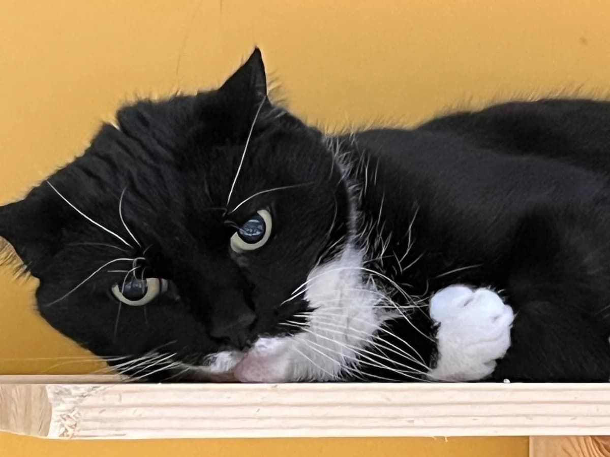 Vili, mustavalkoinen  7yo Mixed Breed for adoption at KSEY — Kouvolan Seudun Eläinsuojeluyhdistys, Koria