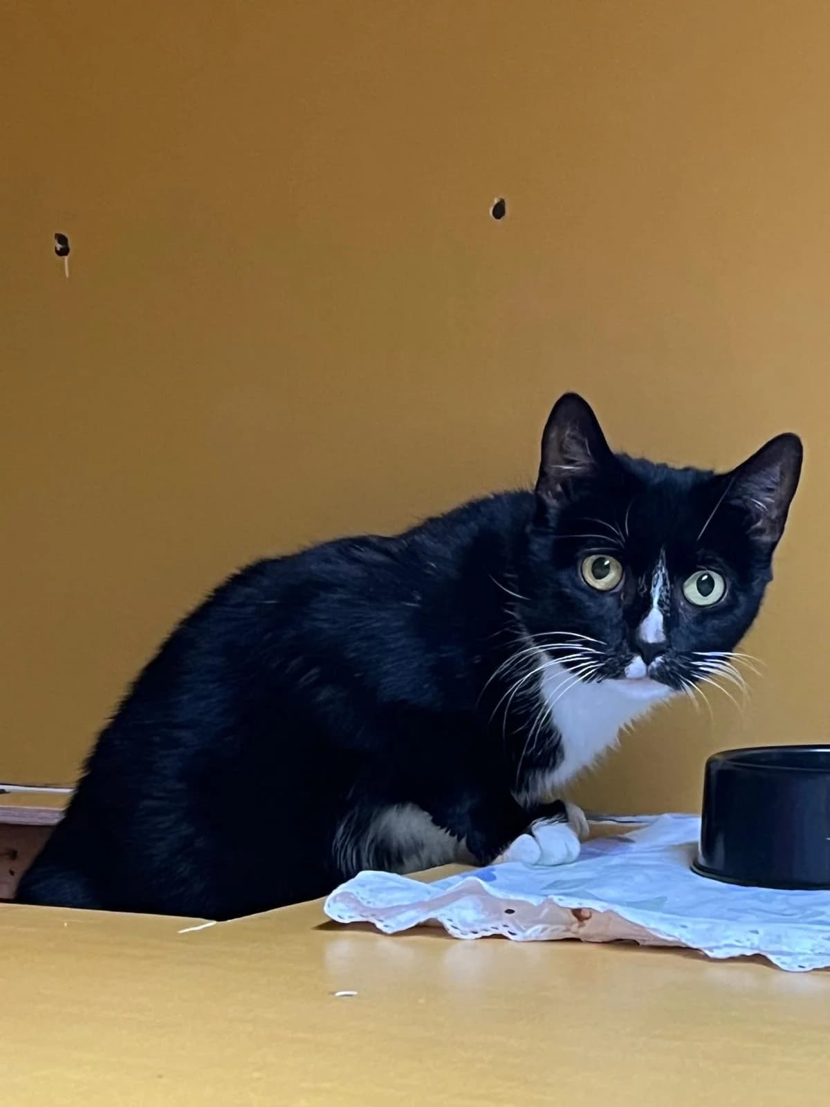 Viola, female Mixed Breed for adoption at KSEY — Kouvolan Seudun Eläinsuojeluyhdistys, Koria