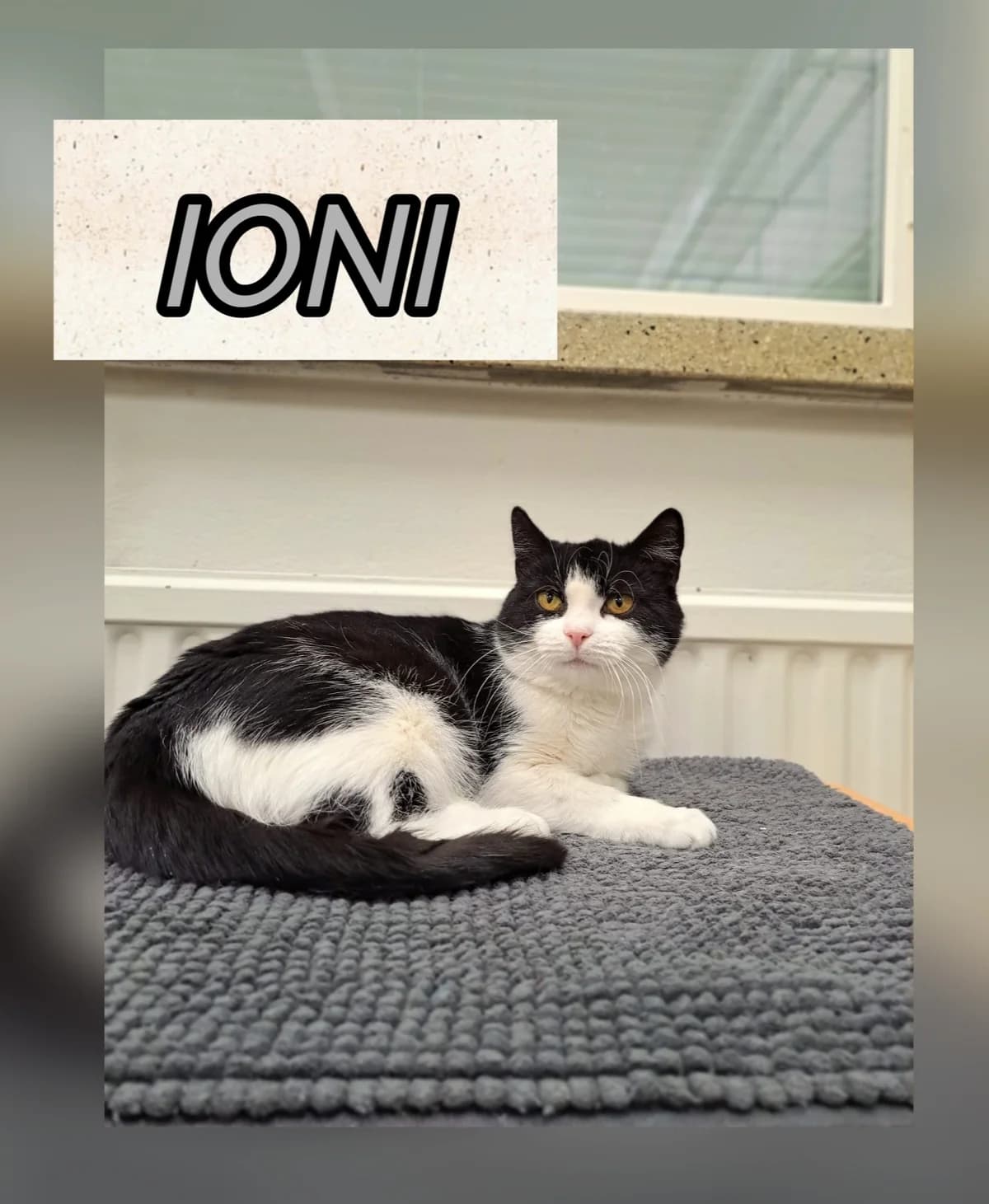 IONI, female Mixed Breed for adoption at LESY — Lohjan eläinsuojeluyhdistys, Lohja