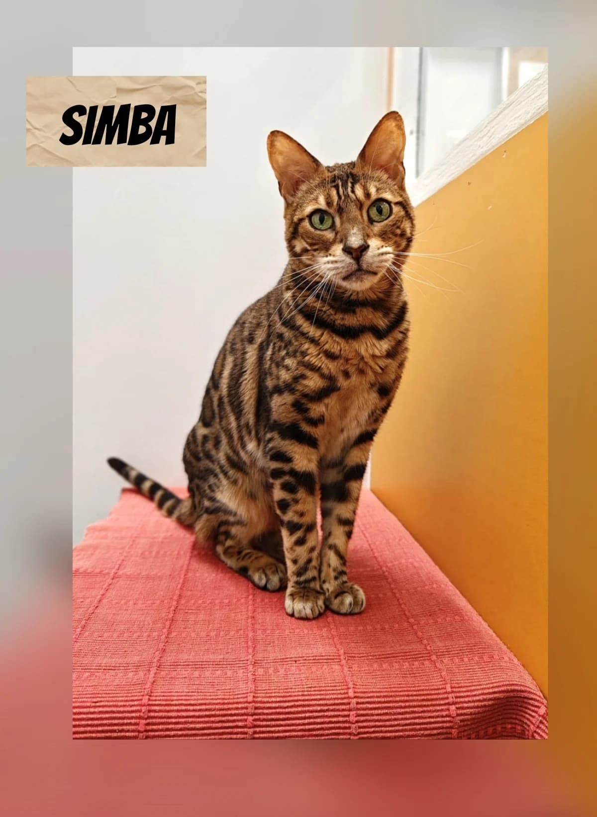 IONI, Mixed Breed (LESY — Lohjan eläinsuojeluyhdistys)